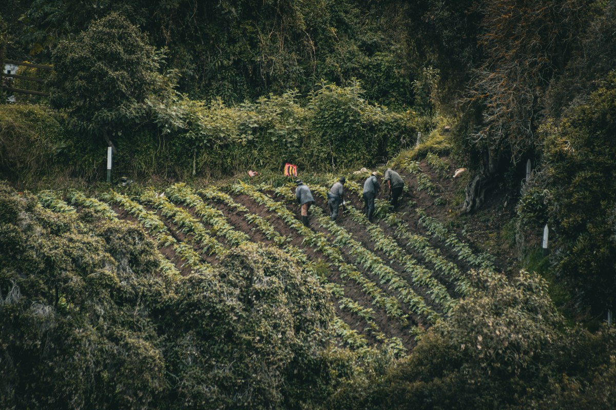 Workers harvesting in rows on a steep, dark green coffee plantation in Colombia, seen from above